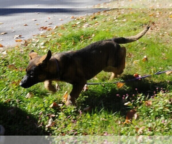 Medium Photo #8 German Shepherd Dog Puppy For Sale in NORTHWOOD, NH, USA