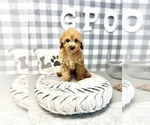 Small Photo #4 Cavapoo Puppy For Sale in MARIETTA, GA, USA