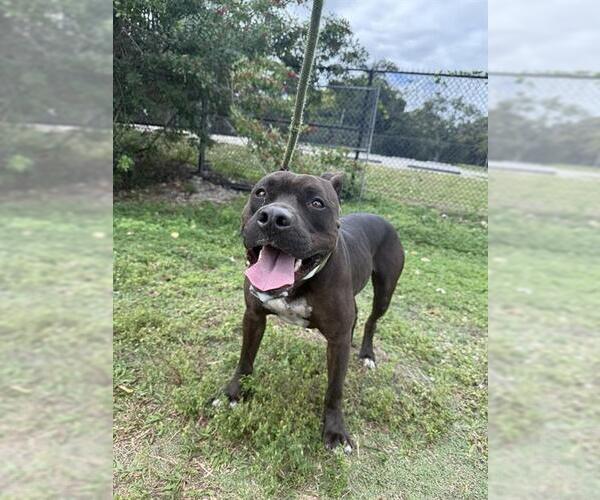 Medium Photo #1 American Staffordshire Terrier Puppy For Sale in Fort Lauderdale, FL, USA