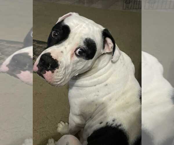 Medium Photo #1 American Bulldog Puppy For Sale in INDEPENDENCE, MO, USA