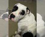 Small Photo #1 American Bulldog Puppy For Sale in INDEPENDENCE, MO, USA