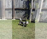 Small #2 Havanese