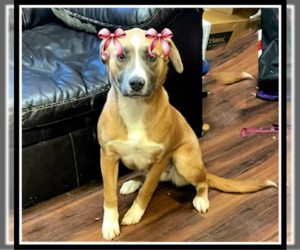 Mutt Dogs for adoption in Mt. Laurel, NJ, USA