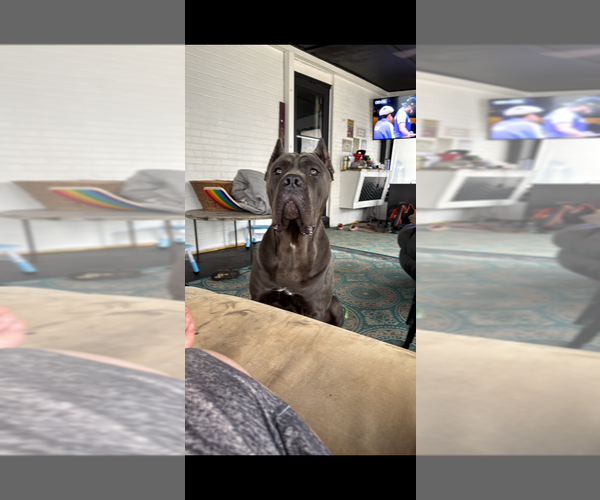 Medium Photo #1 Cane Corso Puppy For Sale in HIGHLAND HEIGHTS, OH, USA
