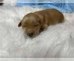 Small #6 Golden Retriever