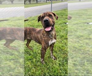 Bullmastiff-Chinese Shar-Pei Mix Dogs for adoption in Rosenberg, TX, USA