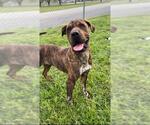 Small Bullmastiff-Chinese Shar-Pei Mix