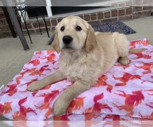 Golden Retriever Puppy for sale in GREENWD, IN, USA