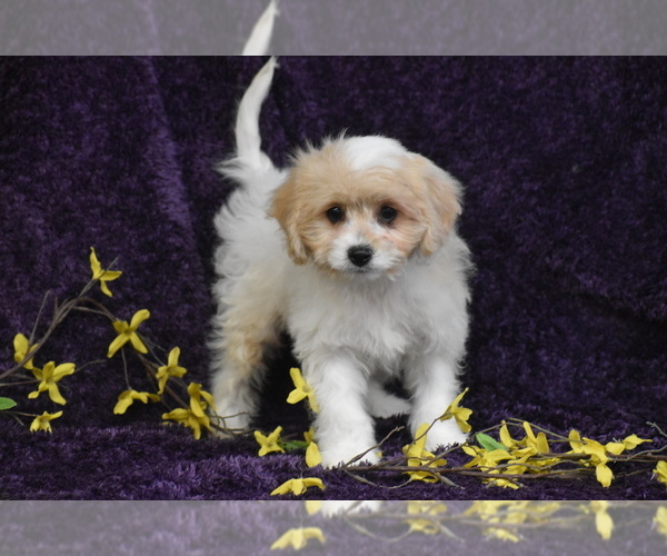 Medium Photo #2 Cavachon Puppy For Sale in ELDORADO, OH, USA