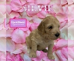 Puppy 4 Poodle (Standard)-Spinone Italiano Mix