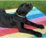 Image preview for Ad Listing. Nickname: Litter of 3