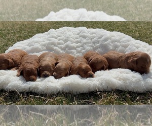 Goldendoodle mix (+ Poodle Miniature) Puppy for Sale in RANDOLPH, Wisconsin USA