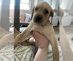 Small Photo #2 Goldmaraner Puppy For Sale in LOUISVILLE, KY, USA