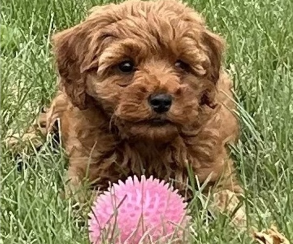 Medium Photo #2 Goldendoodle (Miniature) Puppy For Sale in HULL, IA, USA