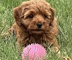 Small #1 Goldendoodle (Miniature)