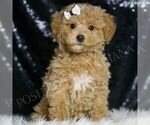 Small #3 Maltipoo