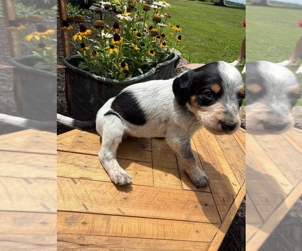 Medium Photo #16 Bernedoodle-Bluetick Coonhound Mix Puppy For Sale in RINGTOWN, PA, USA