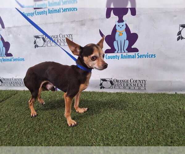 Medium Photo #1 Chihuahua-Unknown Mix Puppy For Sale in Orlando, FL, USA