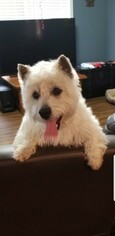 West Highland White Terrier Puppy for sale in GRIFFIN, GA, USA