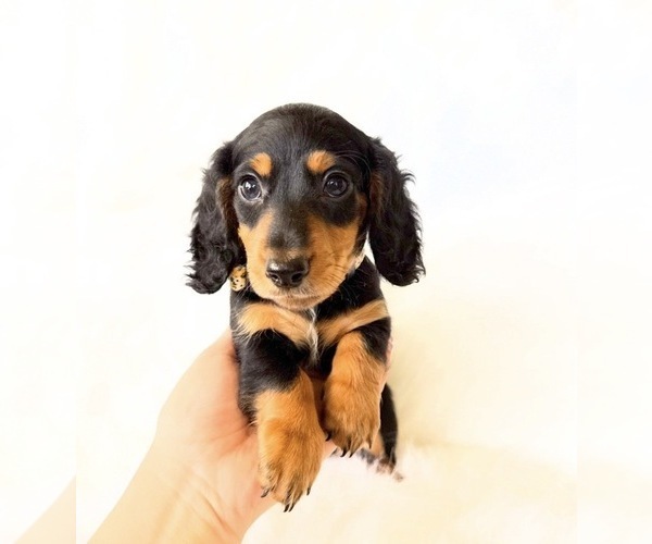 Medium Photo #2 Dachshund Puppy For Sale in DAVIS, CA, USA