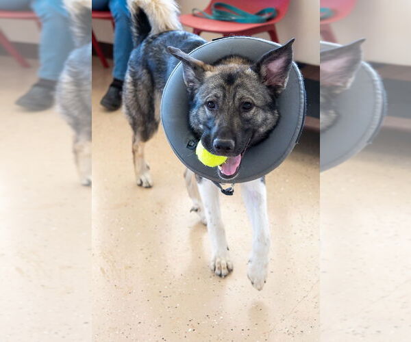 Medium Photo #3 Akita-Unknown Mix Puppy For Sale in Mundelein, IL, USA