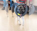 Small #2 Akita Mix