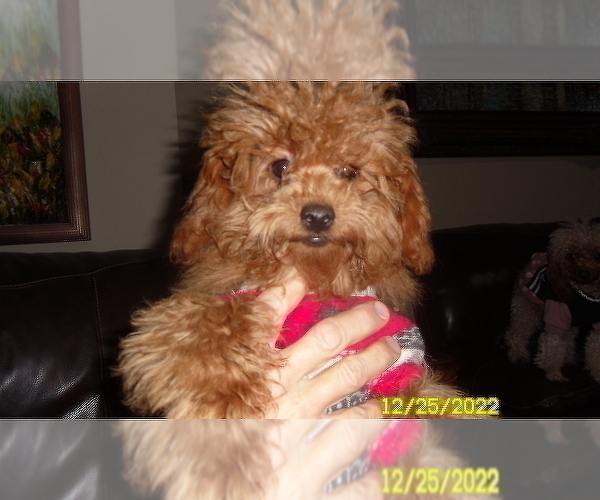 Medium Photo #1 Poodle (Toy) Puppy For Sale in DULUTH, GA, USA