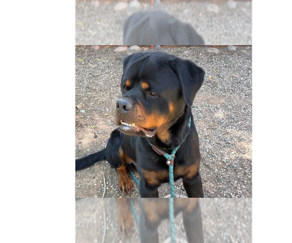 Medium Photo #2 Rottweiler Puppy For Sale in Gilbert, AZ, USA