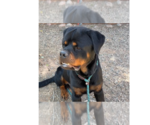 Small #1 Rottweiler
