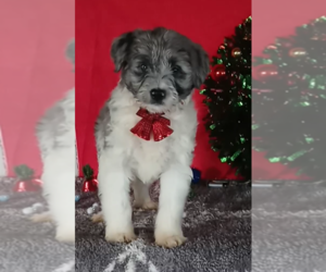 Aussiedoodle Miniature Puppy for sale in FREDERICKSBURG, OH, USA