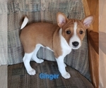 Puppy Ginger Basenji