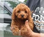 Small #2 Cavapoo