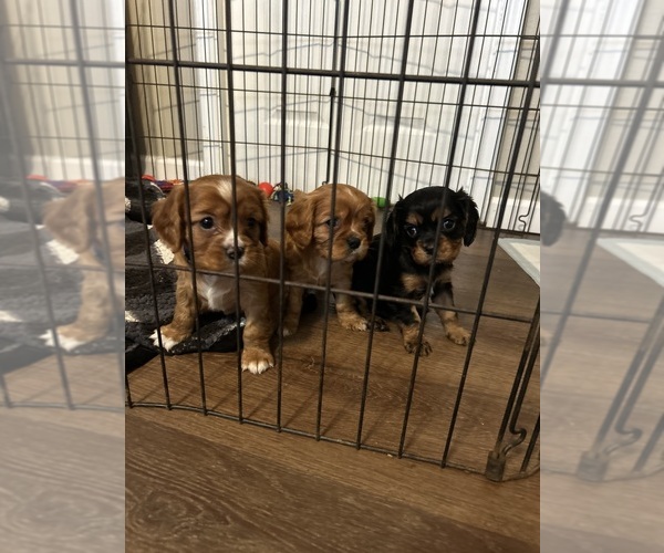 Medium Photo #1 Cavalier King Charles Spaniel Puppy For Sale in DOVER, AR, USA