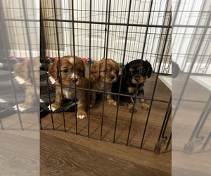 Cavalier King Charles Spaniel Puppy for sale in DOVER, AR, USA
