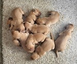Small Photo #5 Golden Retriever Puppy For Sale in GRIDLEY, KS, USA