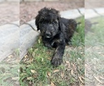 Small Photo #10 Bernedoodle Puppy For Sale in GILBERT, AZ, USA