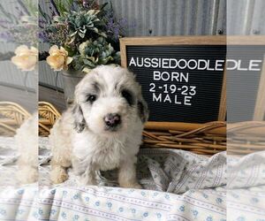 Aussiedoodle Puppy for Sale in NEW YORK MILLS, Minnesota USA