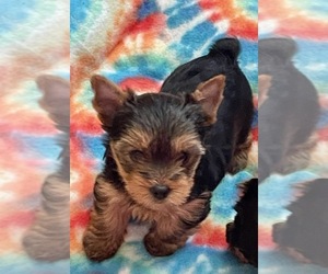 Yorkshire Terrier Puppy for sale in MADEIRA BEACH, FL, USA