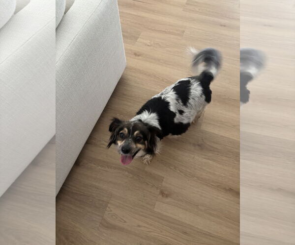 Medium Photo #6 Spaniel-Unknown Mix Puppy For Sale in Bellevue, WA, USA