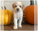 Small Miniature Labradoodle