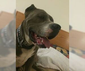 GEORGE - Male American Pit Bull Terrier Dog for Adoption - Photo #5