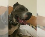 Small #4 American Pit Bull Terrier