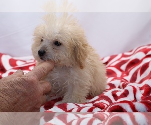 Poodle (Toy) Puppy for sale in DYERSBURG, TN, USA