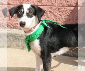 Lita - Female Labbe Dog for Adoption - Photo #4