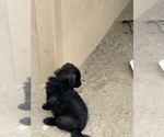 Small Photo #9 Wolf Hybrid Puppy For Sale in LAMAR, CO, USA