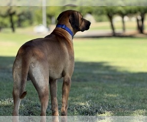 Father of the Labrador Retriever-Rhodesian Ridgeback Mix puppies born on 01/13/2026