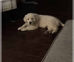 English Cream Golden Retriever Puppy for sale in INDEPENDENCE, KY, USA