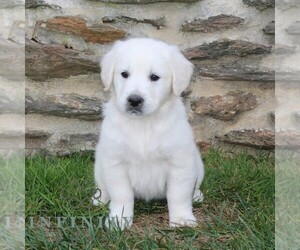 English Cream Golden Retriever Puppy for sale in CHRISTIANA, PA, USA