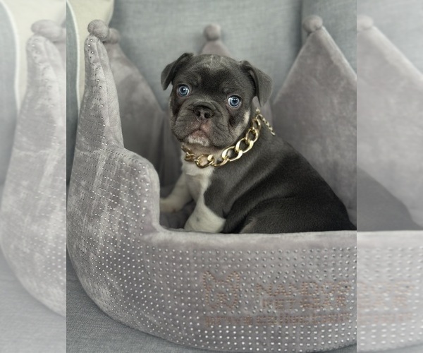 Medium Photo #7 French Bulldog Puppy For Sale in CAPE CORAL, FL, USA