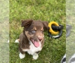 Puppy Apollo Australian Shepherd-Miniature Australian Shepherd Mix
